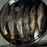 آبگرمکن ماهی|ماهی|آبدانان, |دیوار