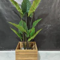 درختچه بابا آدم مصنوعی ، پرنده بهشتی خارجی