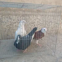 سه عدد کبوتر غریب دم آبی شازده شهرستانی|پرنده|تهران, دهم فروردین|دیوار
