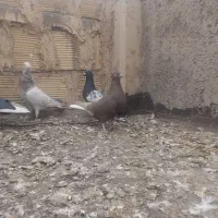 سرور دورگ دم سفید|پرنده|لنجان, |دیوار