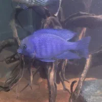 ماهی بلو دلفینی|ماهی|پاکدشت, پاکدشت (مامازند)|دیوار