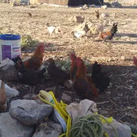 خروس  یک سال|حیوانات مزرعه|گوآور, |دیوار