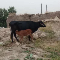 گاو دورگ با گوساله نر