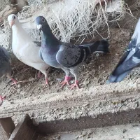 آلمانی جوانه با یک جفت جوجه|پرنده|گنبد کاووس, |دیوار