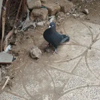 کبوتر