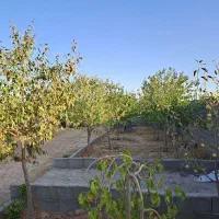 باغ با درختان بزرگ