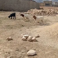 بز جوان سر حال