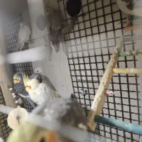 عروس هلندی|پرنده|بیرجند, |دیوار