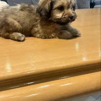 شیتزو مالتیز