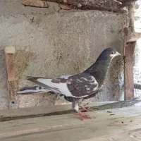 تعدادی ماده شهری