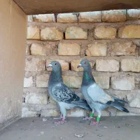 کبوتر پرشی و پلاکی شکار|پرنده|یزد, |دیوار