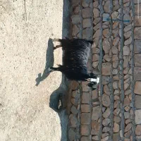 بزجوان|حیوانات مزرعه|کوهدشت, |دیوار