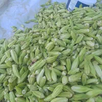 بامیه ریز