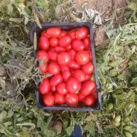 گوجه لوکس