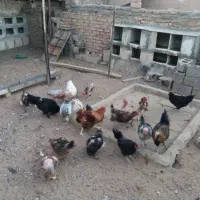مرغ و خروس  و جوجه مرغ و جوجه خروس|حیوانات مزرعه|سرایان, |دیوار