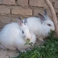 دوعددخرگوش