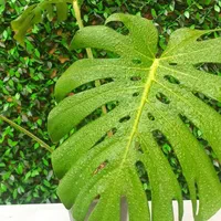 خدمات تخصصی باغبانی و مشاوره گل و گیاه