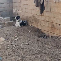 واگذار سگ قدرجونی ماده|سگ|سرچهان, |دیوار