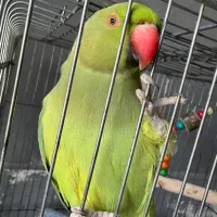 طوطی ماده آشتی وآماده