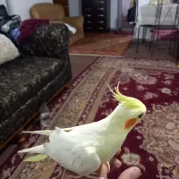 یک عدد عروس هلندی