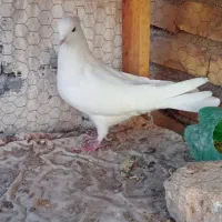 نر سفید کاکلی شمرونی|پرنده|اردکان, |دیوار