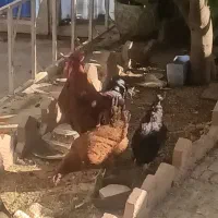 دو عدد مرغ تخم گذار با یک خروس