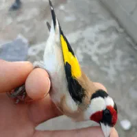 سهره|پرنده|جوانرود, |دیوار