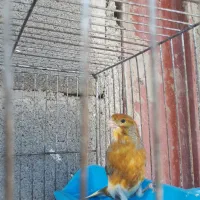 یک جفت قناری رسمی بلند (نر مست)|پرنده|بروجرد, |دیوار