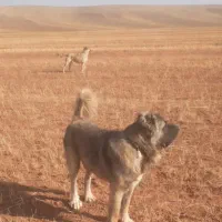 سرابی ذات قدیم