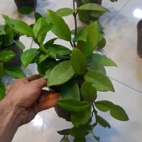 هویا پیچ مومی ساکولنت رونده آویزی برگ ضخیم|گل و گیاه طبیعی|قم, نیروگاه|دیوار