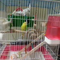 یک جفت مرغ عشق و لانه حصیری