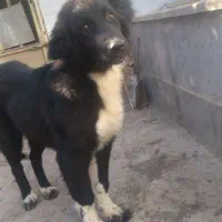 توله لاس ۴ماه ونیم درشت