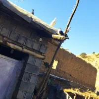 واگذاری سگ توضیحات رو کامل نوشتم با دقت بخون|سگ|کرمانشاه, |دیوار