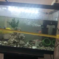 آکواریوم معاوضه با جوجه قناری نره