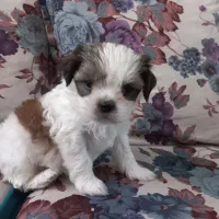 سگ شیتزو کراس