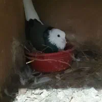 کبوترهای شازده سبزوشازده سیاه بسیارزیبا|پرنده|قائمشهر, |دیوار