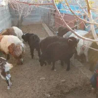 فروش ویژه تعدادی بره نر جو خورده*