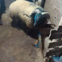 یک عددگوسفندنرسالم چاق وخوش خوراک