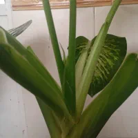 زاموفیلیا و دیفین|گل و گیاه طبیعی|قم, شاه ابراهیم|دیوار