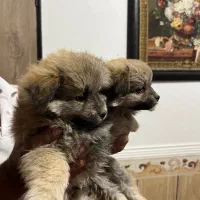 توله میکس پامر و اشپیتز|سگ|شهرکرد, |دیوار