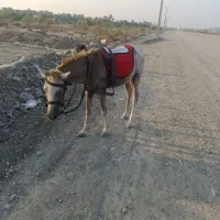 نریان کورد|اسب و تجهیزات اسب‌سواری|میناب, |دیوار