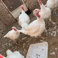 بوقلمون