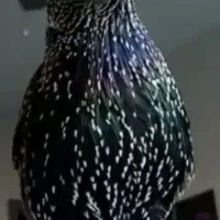 بعیجی  صید شبچ|پرنده|سوسنگرد, |دیوار