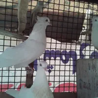 سلام فروش ۸کبوتر سفید کلایی چشم سفید|پرنده|بم, |دیوار