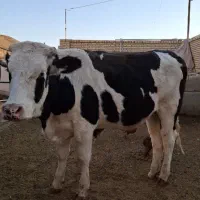 گاو تلیسه آبستن