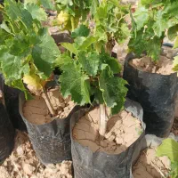 نهال انگور آمریکایی