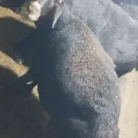 یجفت میش|حیوانات مزرعه|چادگان, |دیوار