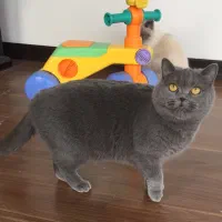 بریتیش ماده و اسکاتیش نر بلو سه ساله