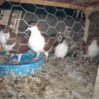 کفتر سلام|پرنده|مشهد, انصار|دیوار