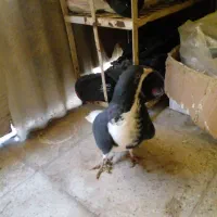 کبوتر|پرنده|بشاریات, |دیوار